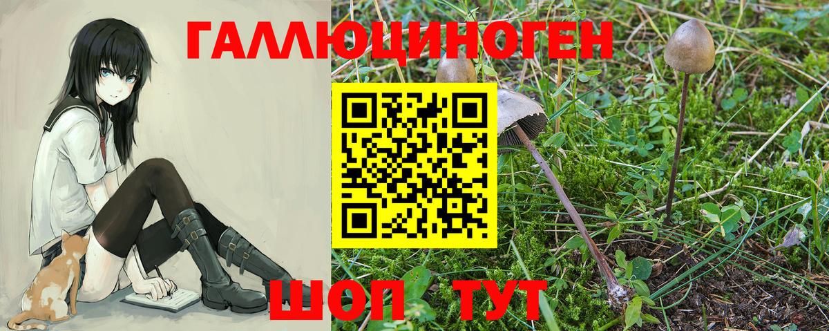 Псилоцибиновые грибы Cubensis Владикавказ